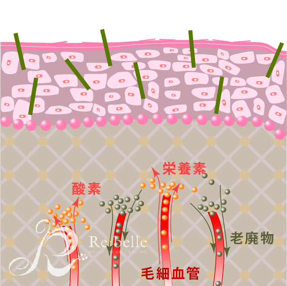 リベル高濃度グロスファクター美容液・ハーブピーリング