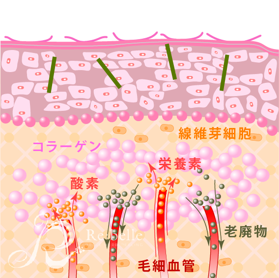 オーガニックコスメ・ハーブピーリング